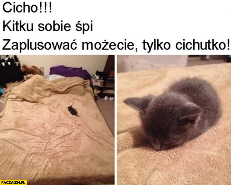 
    Cicho kitku sobie śpi zaplusować możecie tylko cichutko
