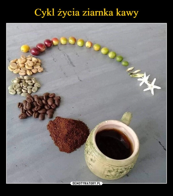 
    Cykl życia ziarnka kawy