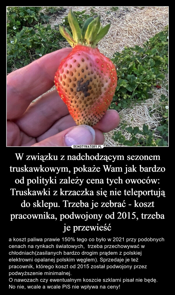 
    W związku z nadchodzącym sezonem truskawkowym, pokaże Wam jak bardzo od polityki zależy cena tych owoców:
Truskawki z krzaczka się nie teleportują do sklepu. Trzeba je zebrać - koszt pracownika, podwojony od 2015, trzeba je przewieść