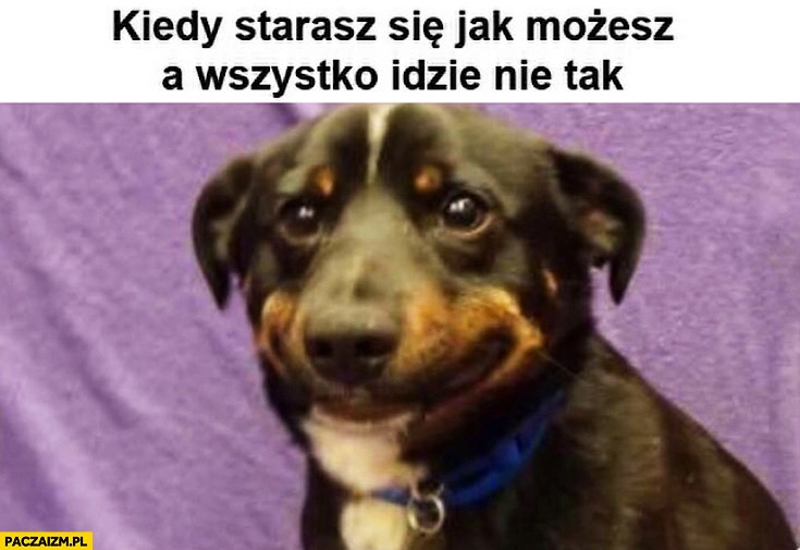 
    Kiedy starasz się jak możesz a wszystko idzie nie tak pies