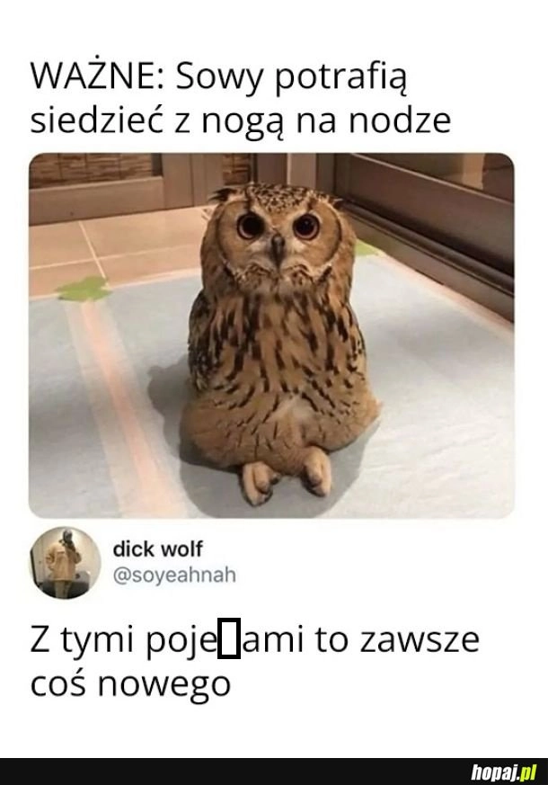
    Sowy są najlepsze