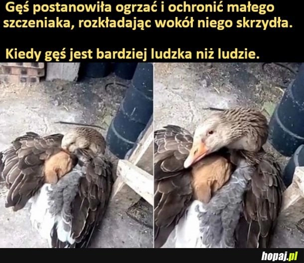 
    Kiedy gęś jest bardziej ludzka niż ludzie