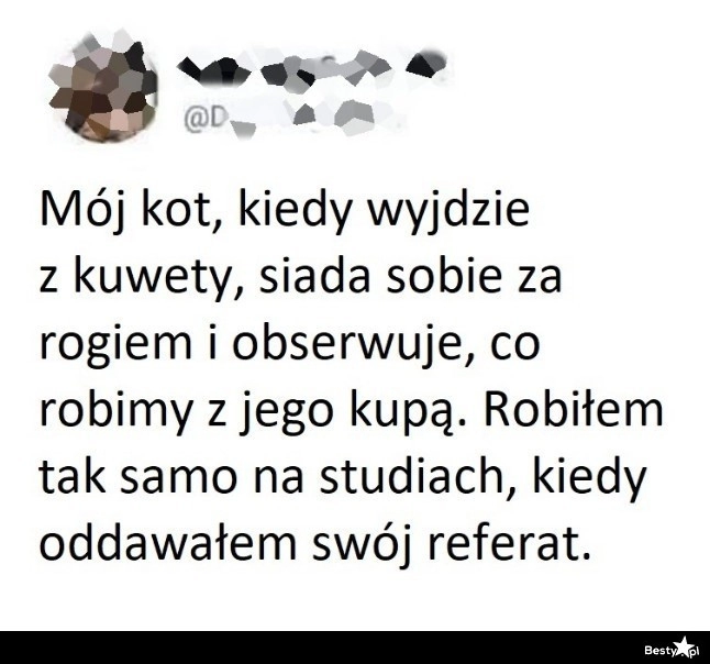 
    Kocia obserwacja 