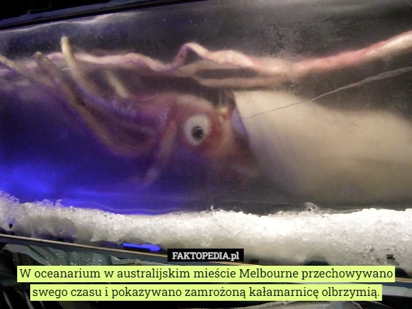 
    W oceanarium w australijskim mieście Melbourne przechowywano swego czasu