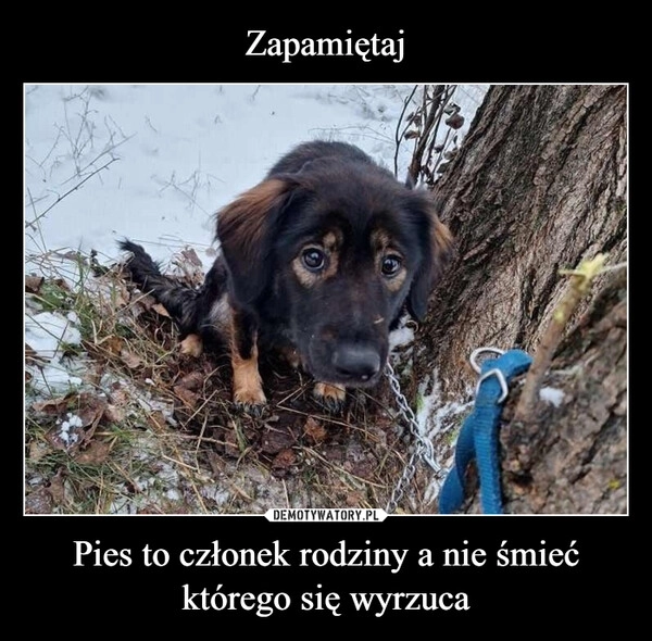 
    Zapamiętaj Pies to członek rodziny a nie śmieć którego się wyrzuca