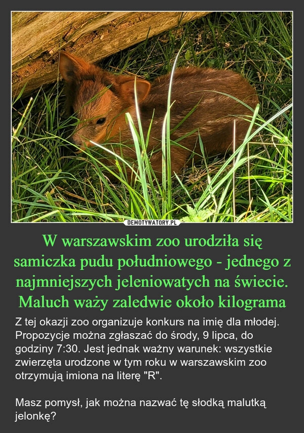 
    W warszawskim zoo urodziła się samiczka pudu południowego - jednego z najmniejszych jeleniowatych na świecie. Maluch waży zaledwie około kilograma