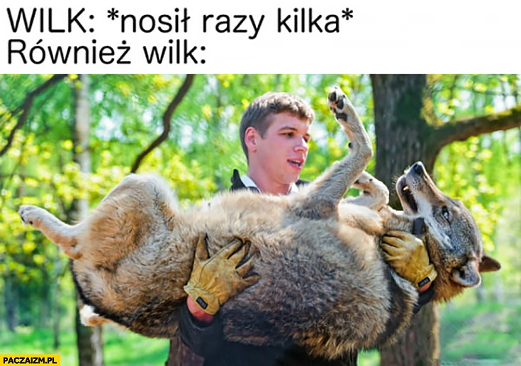 
    Wilk nosił razy kilka również wilk ponieśli i wilka przysłowie powiedzenie