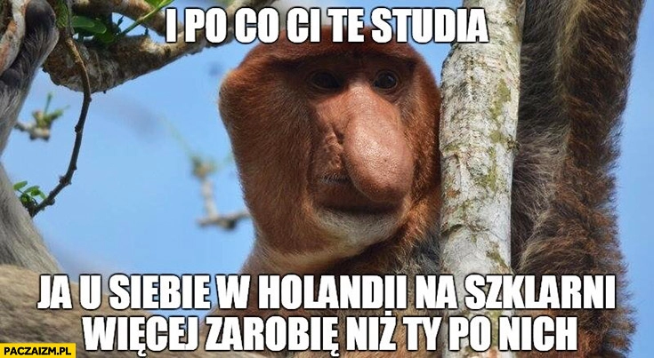 
    I po co Ci te studia? Ja u siebie w Holandii na szklarni więcej zarobię niż Ty po nich. Typowy Polak Nosacz