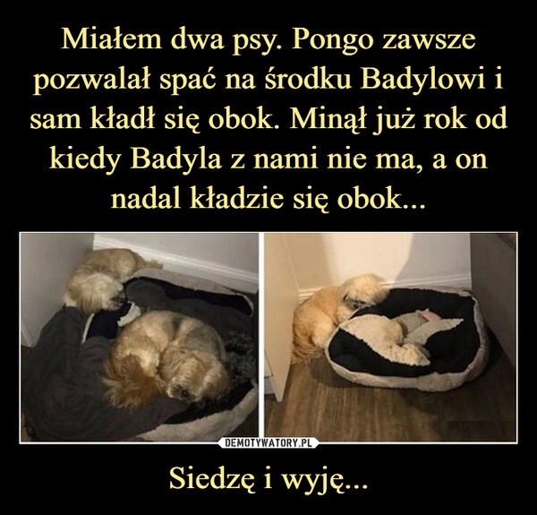 
    Miałem dwa psy. Pongo zawsze pozwalał spać na środku Badylowi i sam kładł się obok. Minął już rok od kiedy Badyla z nami nie ma, a on nadal kładzie się obok... Siedzę i wyję...