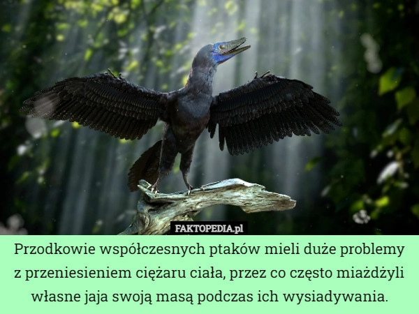 
    
			Przodkowie współczesnych ptaków mieli duże problemy z przeniesieniem ciężaru...					