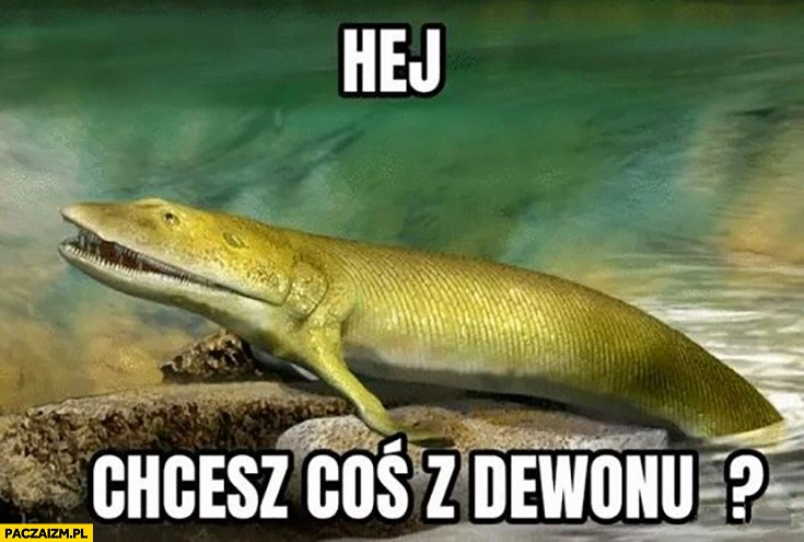 
    Hej chcesz coś z dewonu Avonu zwierzę