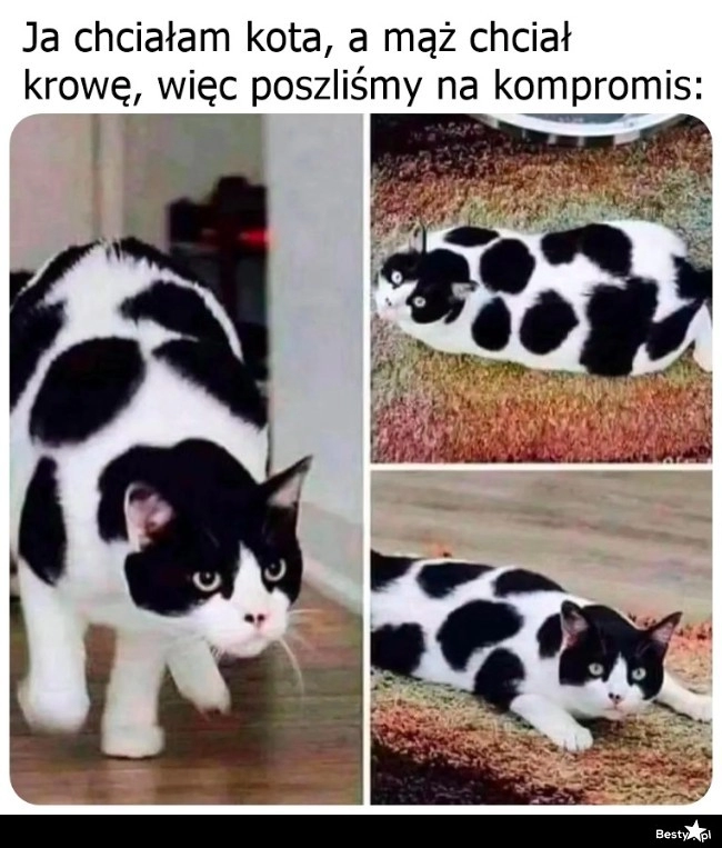 
    Kompromis 