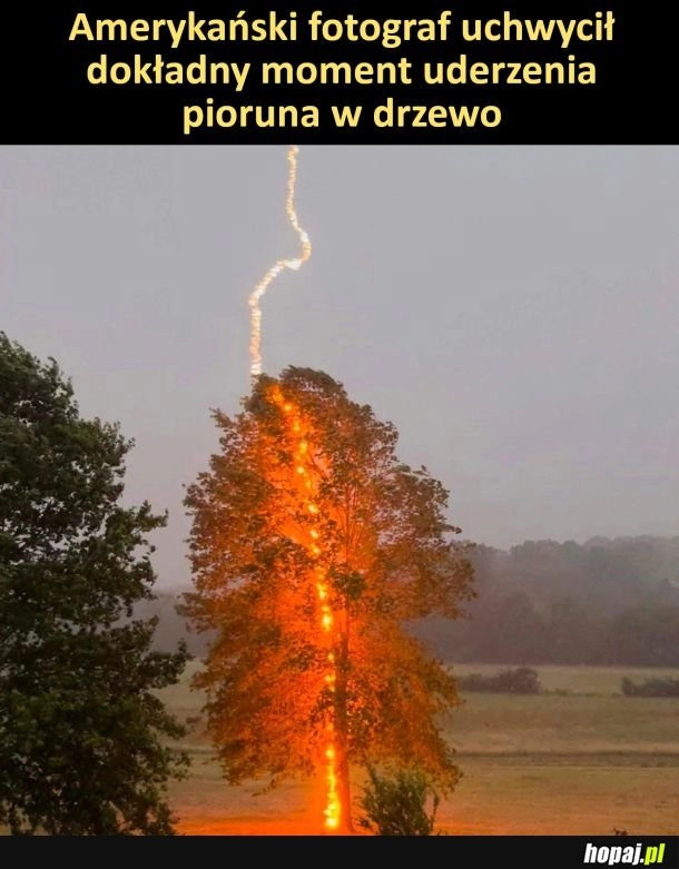 
    Moment uderzenia pioruna w drzewo