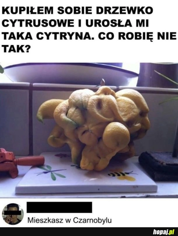 
    Cytrynowe cthulhu