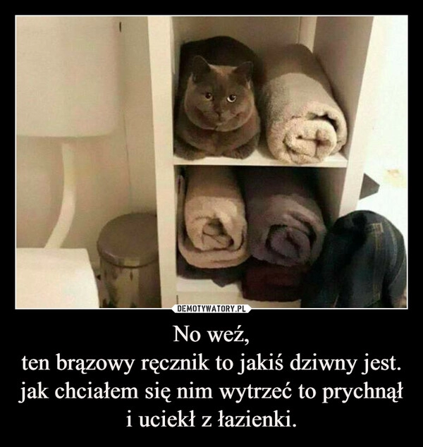 
    No weź,
ten brązowy ręcznik to jakiś dziwny jest.
jak chciałem się nim wytrzeć to prychnął i uciekł z łazienki.