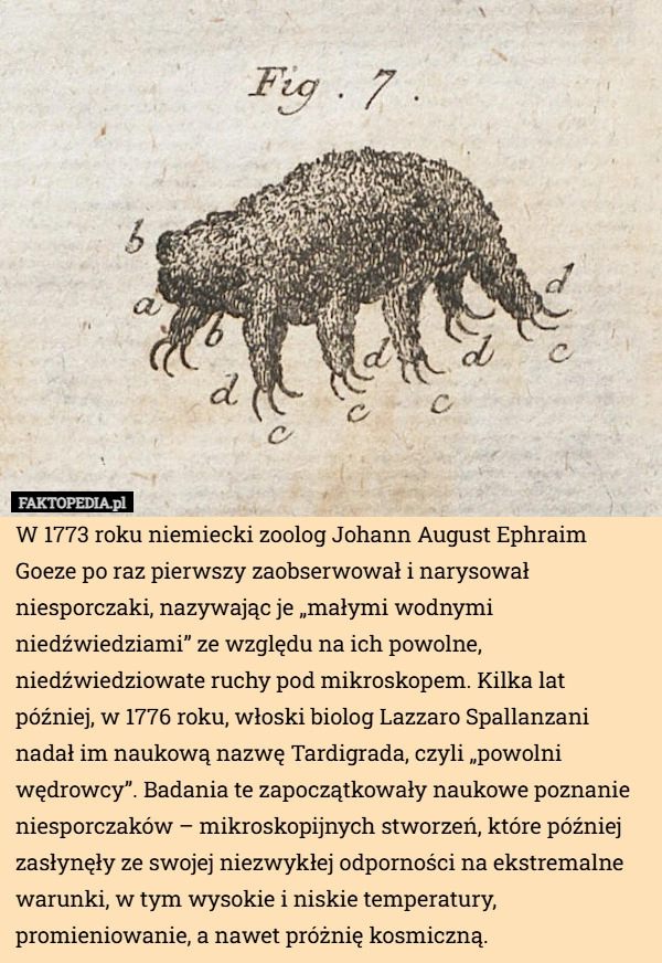 
    W 1773 roku niemiecki zoolog Johann August Ephraim Goeze po raz pierwszy