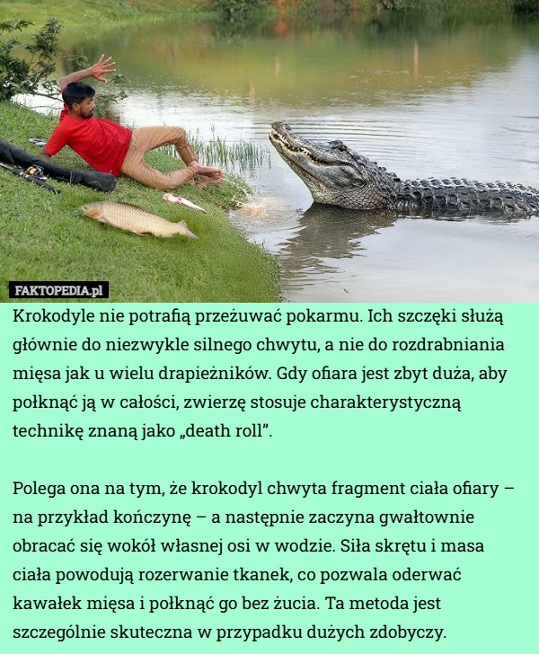 Krokodyle nie potrafią przeżuwać pokarmu. Ich szczęki służą głównie do niezwykle