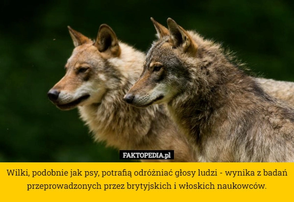 
    Wilki, podobnie jak psy, potrafią odróżniać głosy ludzi - wynika z badań