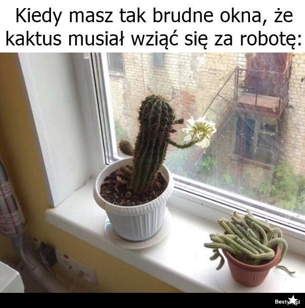 
    Brudne okna 