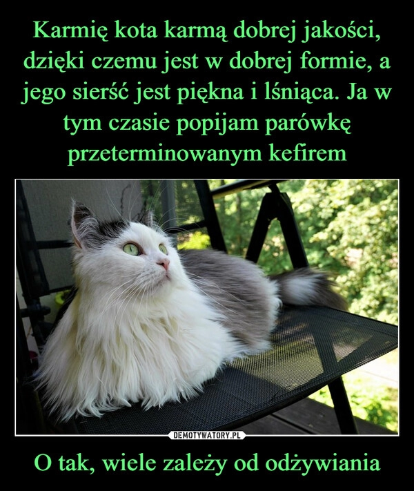 
    Karmię kota karmą dobrej jakości, dzięki czemu jest w dobrej formie, a jego sierść jest piękna i lśniąca. Ja w tym czasie popijam parówkę przeterminowanym kefirem O tak, wiele zależy od odżywiania