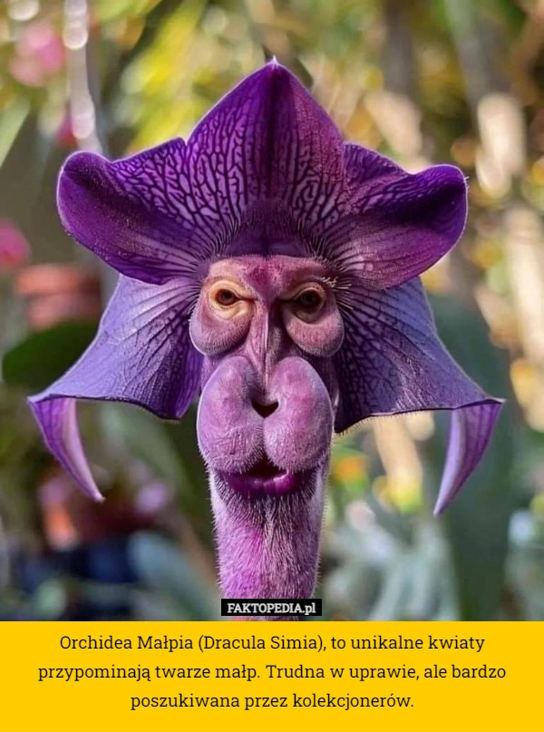 
    Orchidea Małpia (Dracula Simia), to unikalne kwiaty przypominają twarze