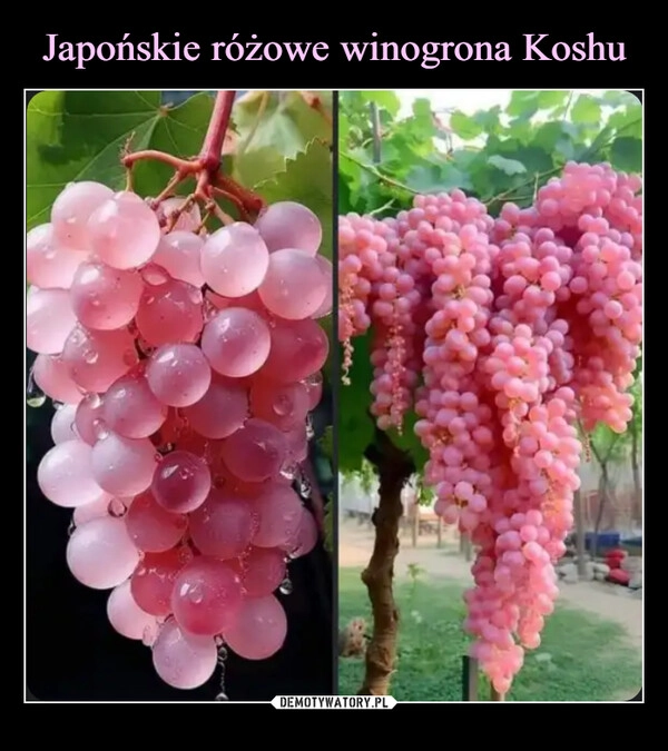 
    Japońskie różowe winogrona Koshu