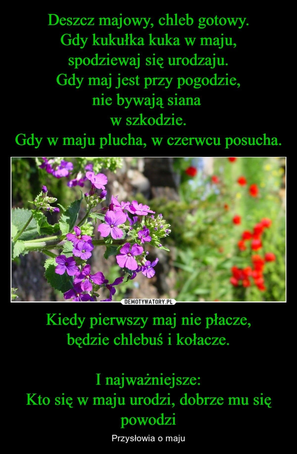 
    Deszcz majowy, chleb gotowy.
Gdy kukułka kuka w maju,
spodziewaj się urodzaju.
Gdy maj jest przy pogodzie,
nie bywają siana 
w szkodzie.
Gdy w maju plucha, w czerwcu posucha. Kiedy pierwszy maj nie płacze,
będzie chlebuś i kołacze.

I najważniejsze:
Kto się w maju urodzi, dobrze mu się powodzi