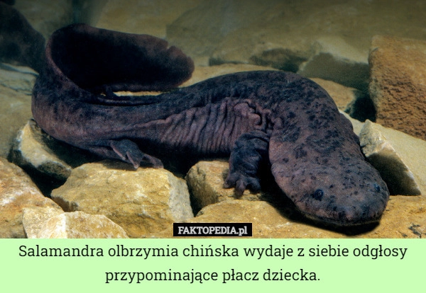 
    Salamandra olbrzymia chińska wydaje z siebie odgłosy przypominające płacz