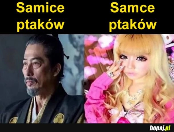 
    Dymorfizm płciowy