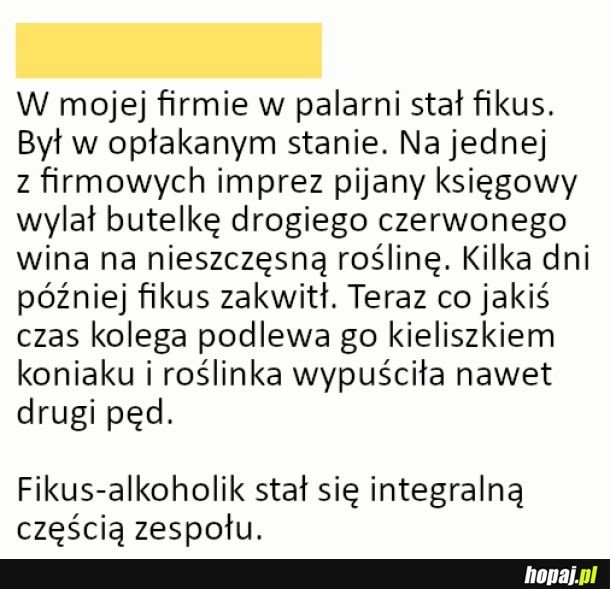 
    Fikus alkoholik