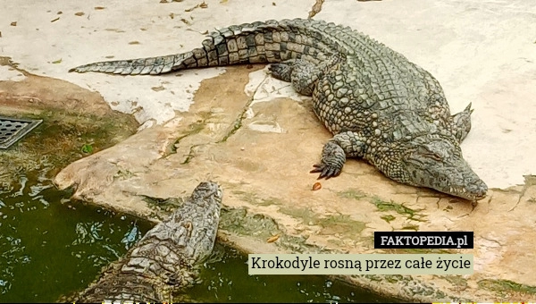 
    Krokodyle rosną przez całe życie