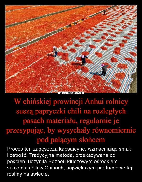 
    W chińskiej prowincji Anhui rolnicy suszą papryczki chili na rozległych pasach materiału, regularnie je przesypując, by wysychały równomiernie pod palącym słońcem