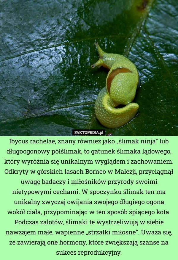
    Ibycus rachelae, znany również jako „ślimak ninja” lub długoogonowy półślimak,