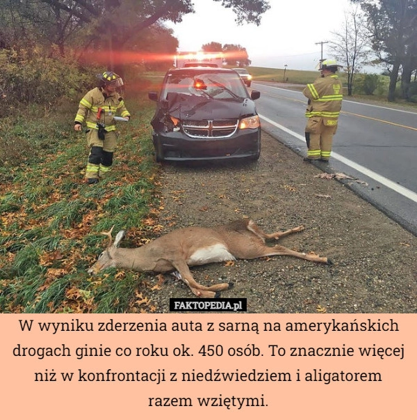 
    W wyniku zderzenia auta z sarną na amerykańskich drogach ginie co roku ok.