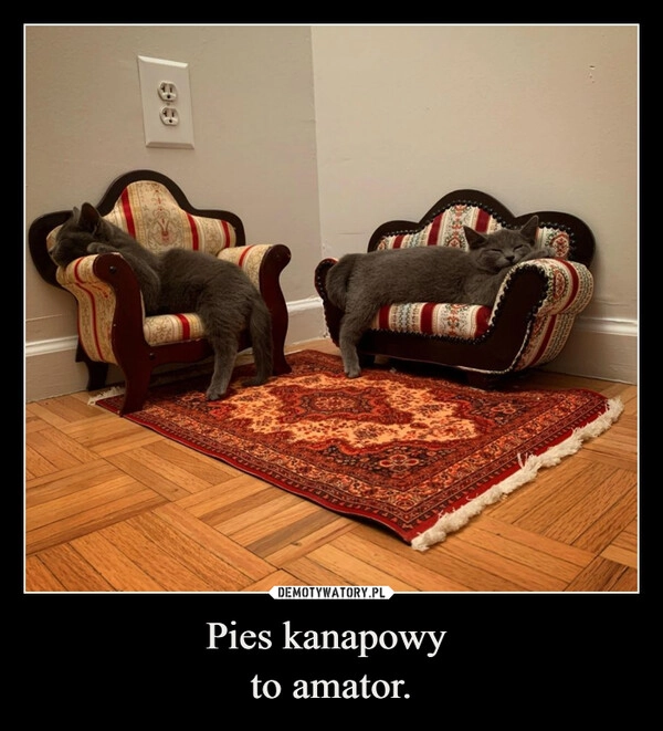 
    Pies kanapowy 
to amator.