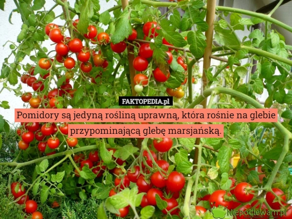 
    
			Pomidory są jedyną rośliną uprawną, która rośnie na glebie przypominającą					