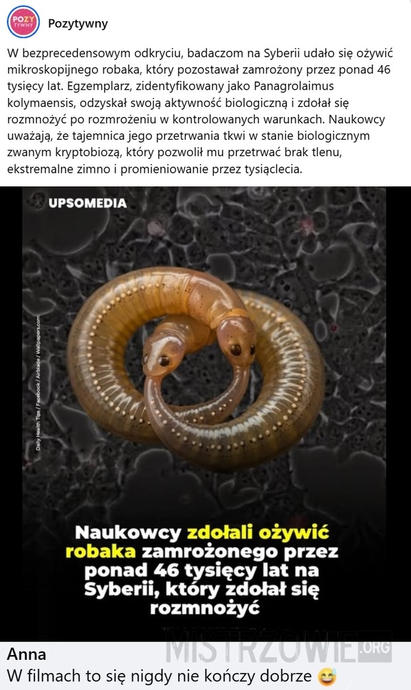 
    Robak