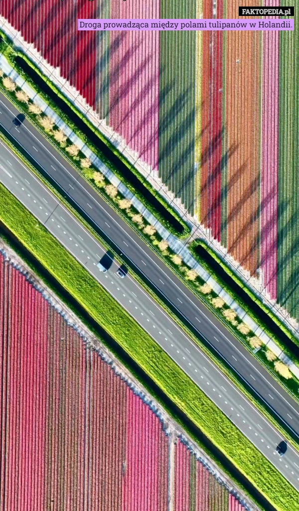 
    Droga prowadząca między polami tulipanów w Holandii.