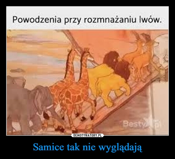 
    Samice tak nie wyglądają