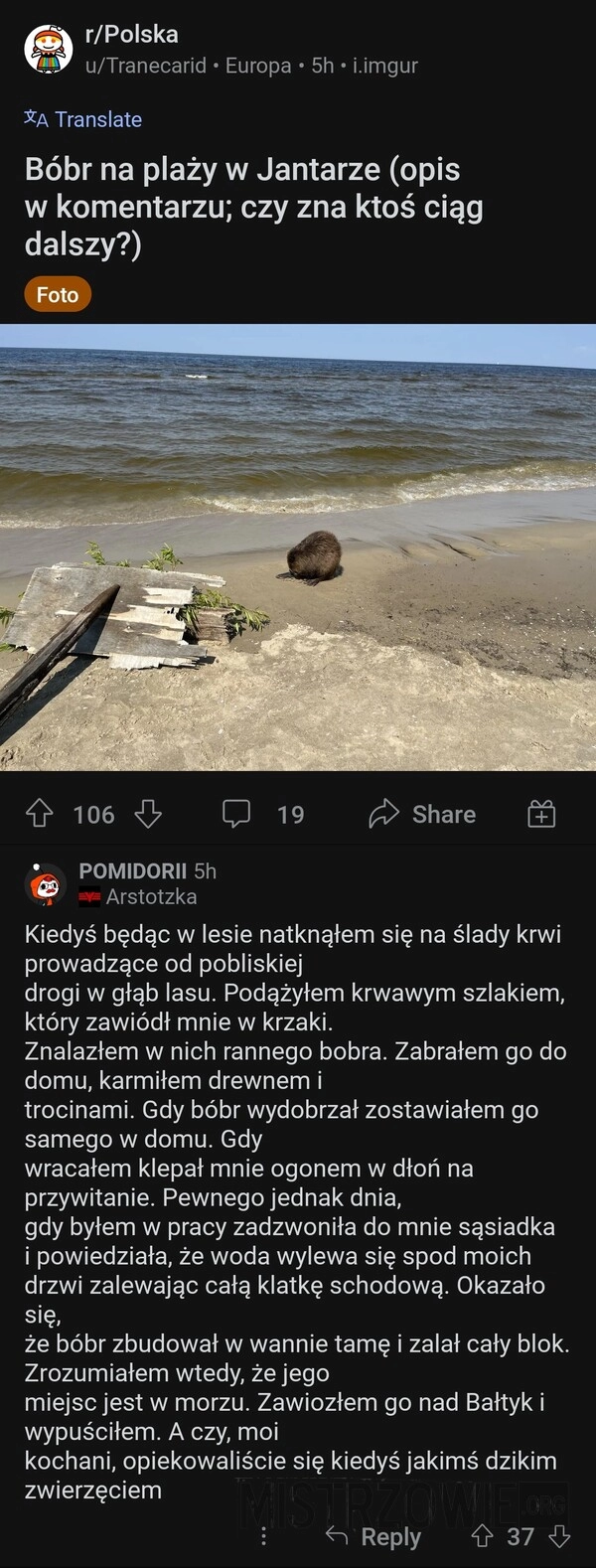 
    Bóbr na plaży