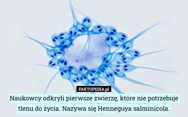 
    Naukowcy odkryli pierwsze zwierzę, które nie potrzebuje tlenu do życia.