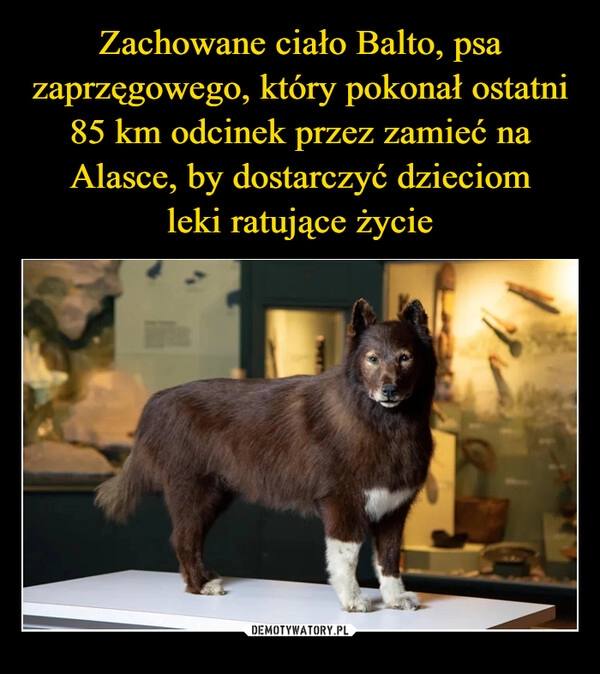 
    Zachowane ciało Balto, psa zaprzęgowego, który pokonał ostatni 85 km odcinek przez zamieć na Alasce, by dostarczyć dzieciom
leki ratujące życie