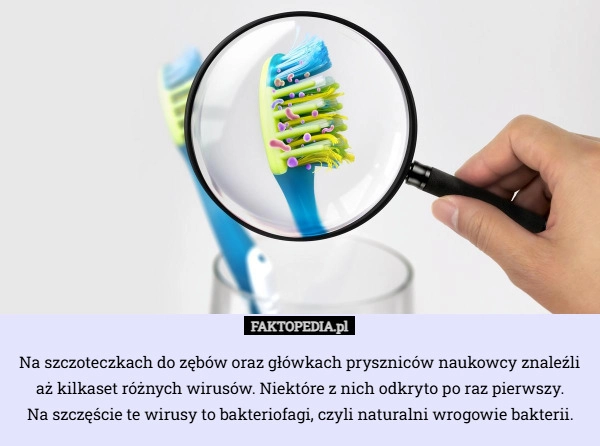 
    Na szczoteczkach do zębów oraz główkach pryszniców naukowcy znaleźli aż