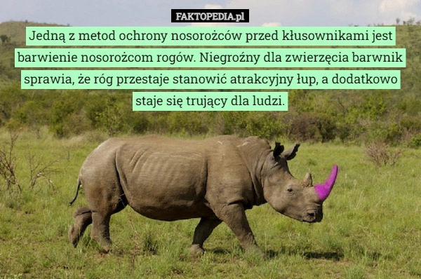 
    Jedną z metod ochrony nosorożców przed kłusownikami jest barwienie nosorożcom