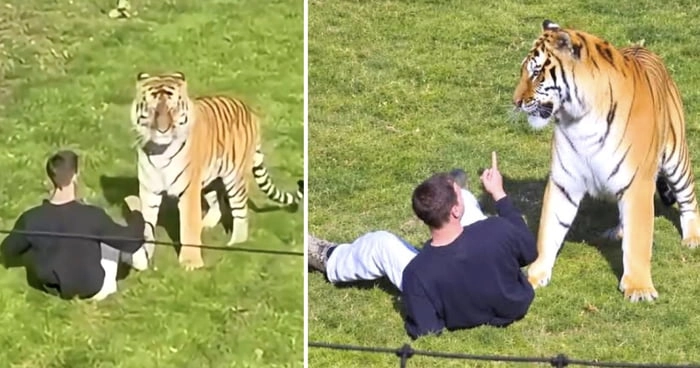 
    Tiger That Mauled Man To Death At Wildlife Park Will Not Be Euthanised, Park Confirms