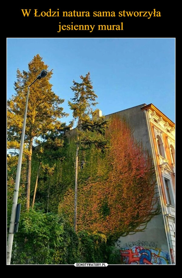 
    W Łodzi natura sama stworzyła jesienny mural