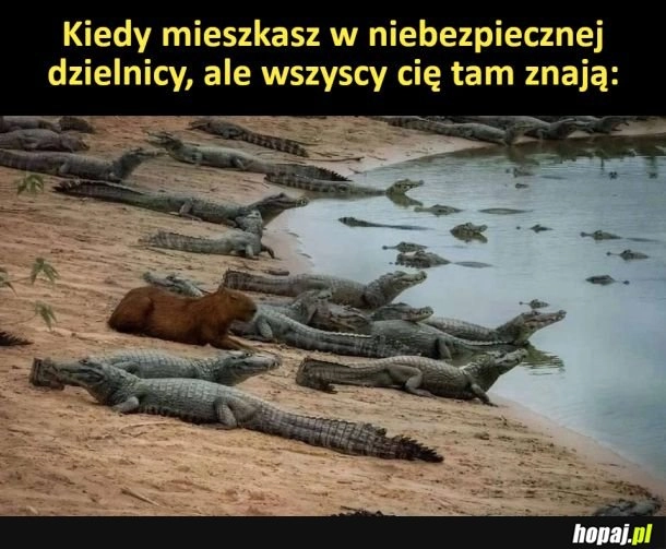 
    Swój na dzielni
