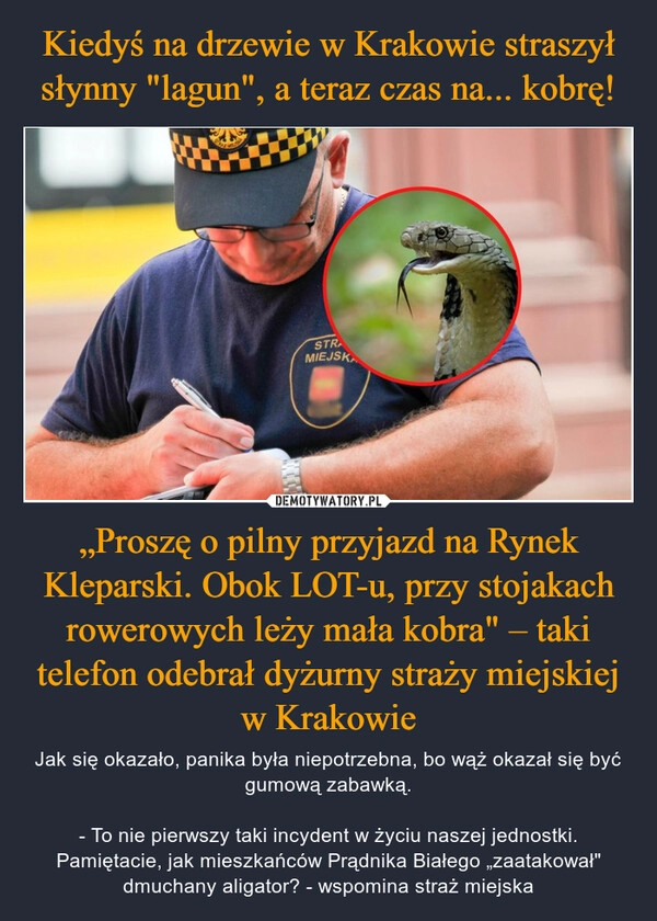 
    Kiedyś na drzewie w Krakowie straszył słynny "lagun", a teraz czas na... kobrę! „Proszę o pilny przyjazd na Rynek Kleparski. Obok LOT-u, przy stojakach rowerowych leży mała kobra" – taki telefon odebrał dyżurny straży miejskiej w Krakowie