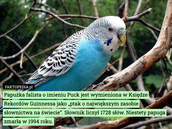 
    Papużka falista o imieniu Puck jest wymieniona w Księdze Rekordów Guinnessa