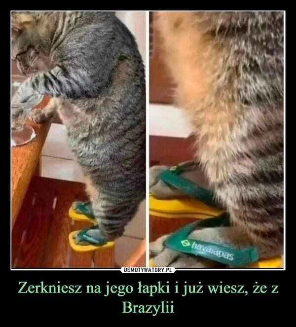 
    Zerkniesz na jego łapki i już wiesz, że z Brazylii